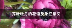 芹叶牡丹的花语及象征意义