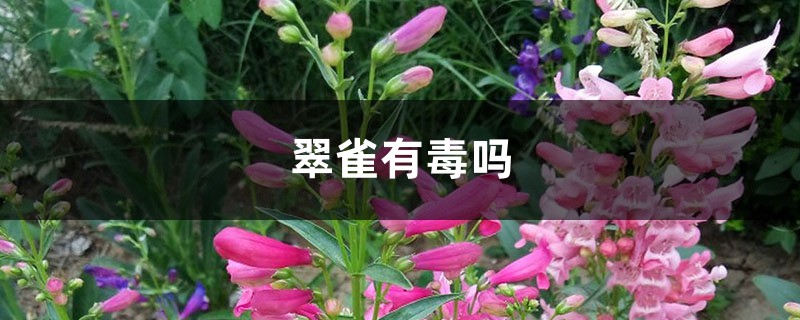 翠雀有毒吗 翠雀有毒吗