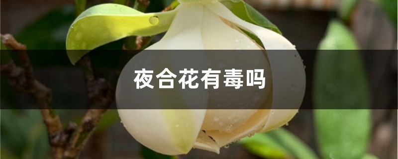 夜合花有毒吗 夜合花有毒吗