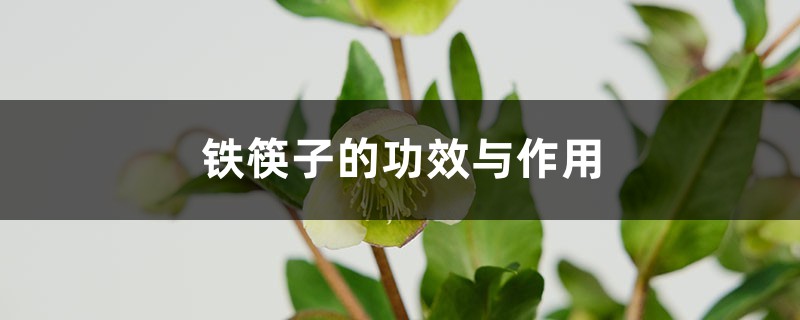 铁筷子的功效与作用 铁筷子的功效与作用