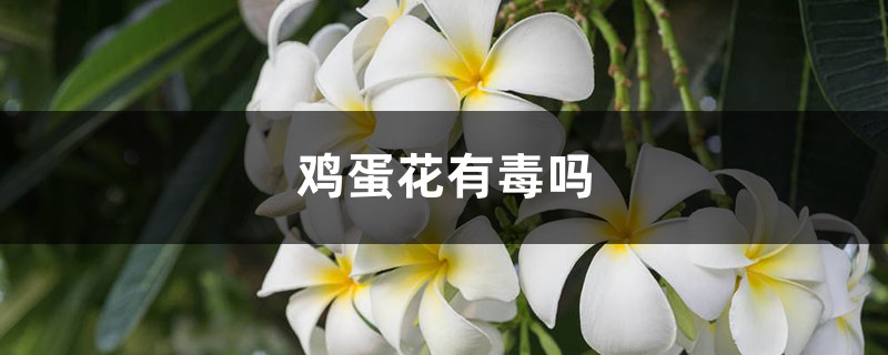 鸡蛋花有毒吗 鸡蛋花有毒吗