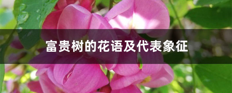 富贵树的花语及代表象征