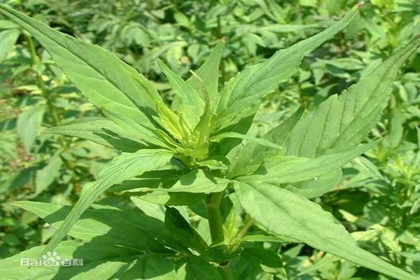 败酱草的价值 败酱草的价值