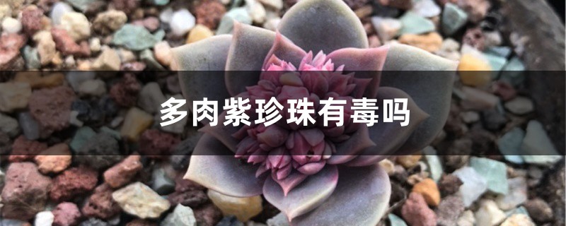多肉紫珍珠有毒吗 多肉紫珍珠有毒吗