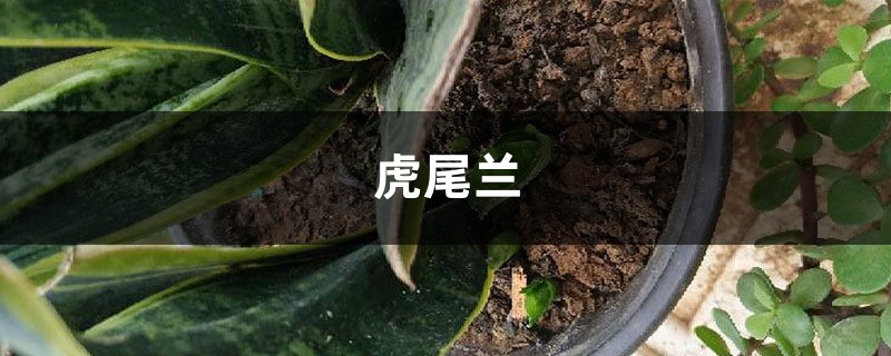 银脉虎尾兰有什么作用,第四点你可能不知道! 银脉虎尾兰有什么作用,第四点你可能不知道!