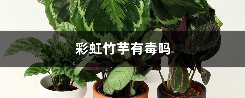 彩虹竹芋有毒吗 彩虹竹芋有毒吗