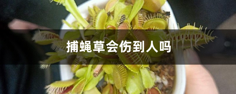 捕蝇草会伤到人吗 捕蝇草会伤到人吗