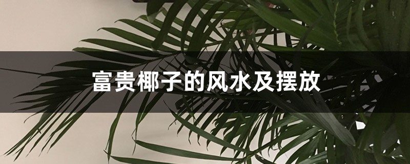富贵椰子的风水及摆放 富贵椰子的风水及摆放