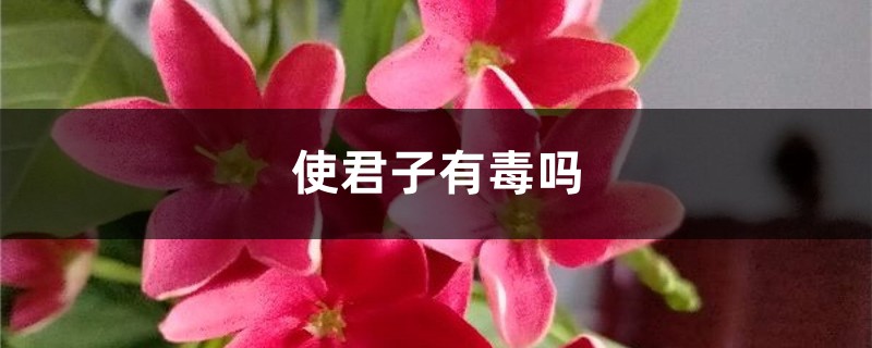 使君子有毒吗 使君子有毒吗