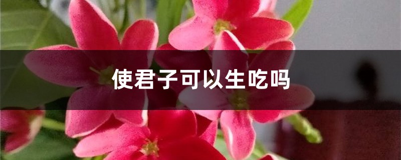 使君子可以生吃吗 使君子可以生吃吗
