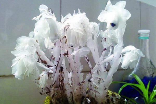 水晶兰的主要价值 水晶兰的主要价值