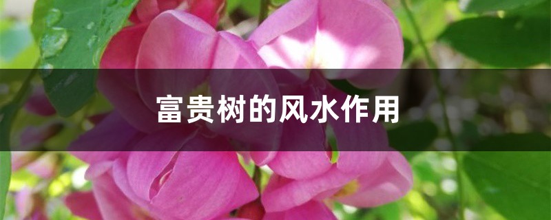 富贵树的风水作用 富贵树的风水作用