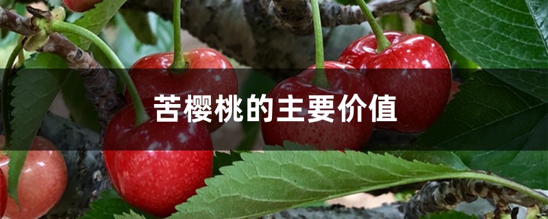 苦樱桃的主要价值 苦樱桃的主要价值