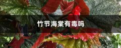 竹节海棠有毒吗