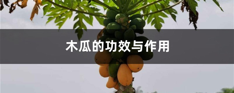 木瓜的功效与作用