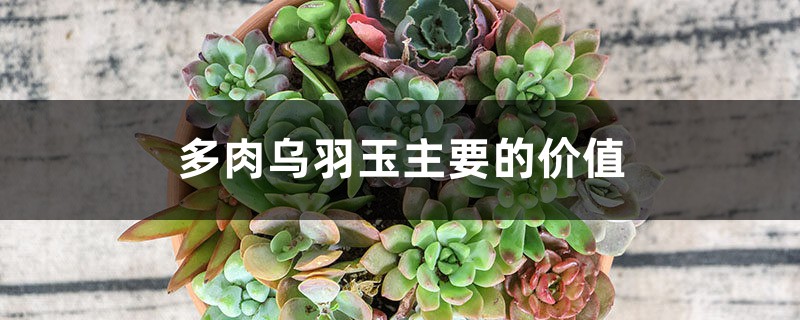 多肉乌羽玉主要的价值 多肉乌羽玉主要的价值