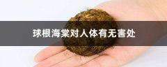 球根海棠对人体有无害处