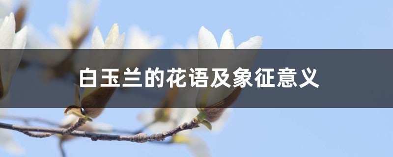 白玉兰的花语及象征意义 白玉兰的花语及象征意义