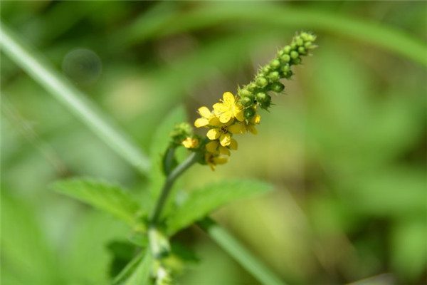 龙芽的功效与作用