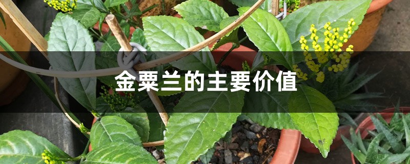 金粟兰的主要价值 金粟兰的主要价值