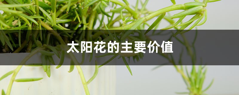 太阳花的主要价值 太阳花的主要价值
