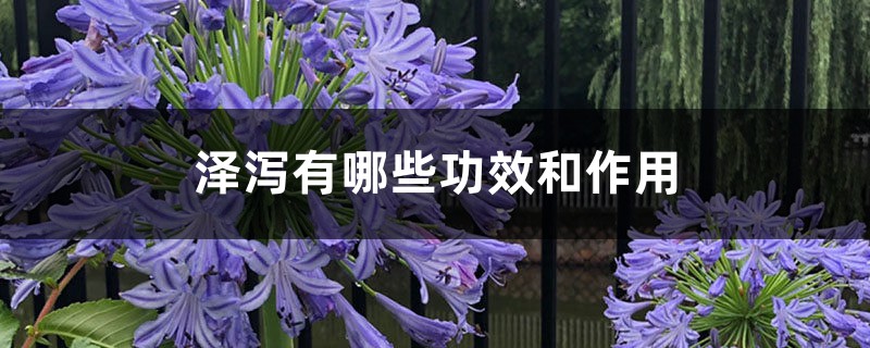 泽泻有哪些功效和作用 泽泻有哪些功效和作用