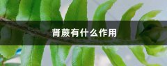 肾蕨有什么作用