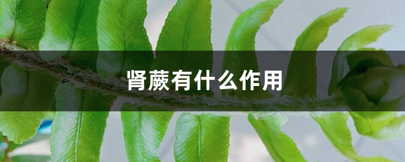 肾蕨有什么作用 肾蕨有什么作用