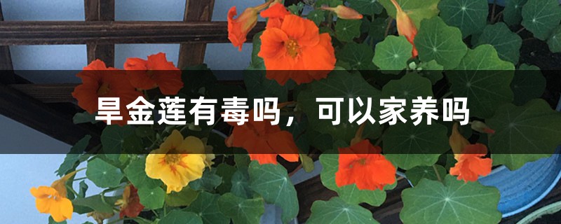 旱金莲有毒吗,可以家养吗 旱金莲有毒吗,可以家养吗