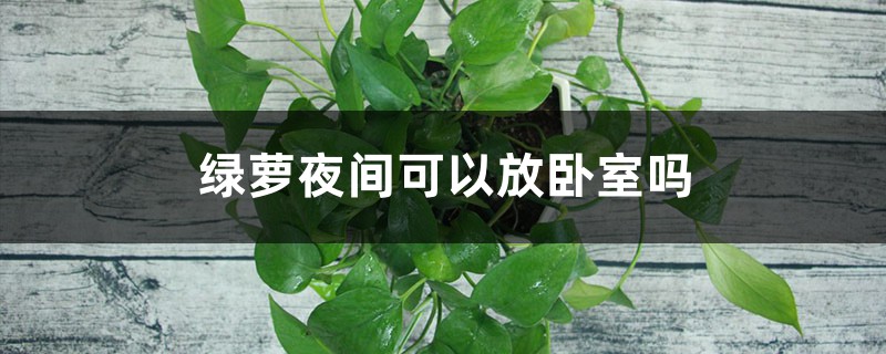 绿萝夜间可以放卧室吗 绿萝夜间可以放卧室吗