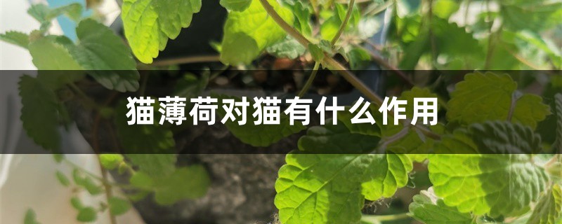 猫薄荷对猫有什么作用 猫薄荷对猫有什么作用
