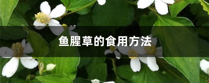 鱼腥草的食用方法 鱼腥草的食用方法