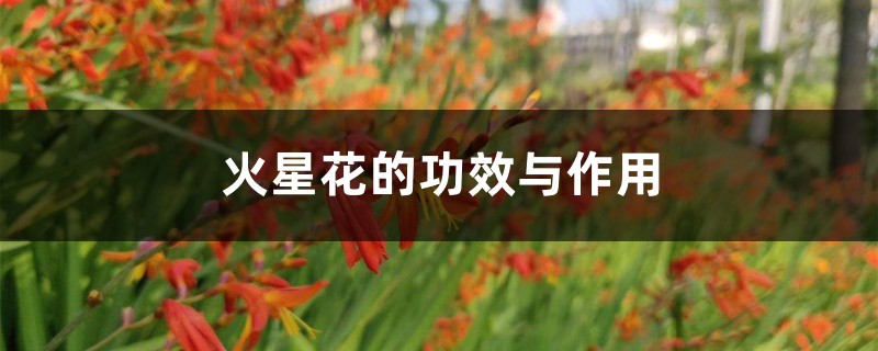 火星花的功效与作用 火星花的功效与作用