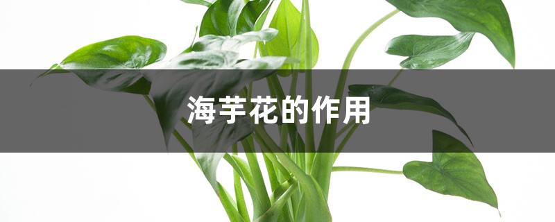 海芋花的作用 海芋花的作用