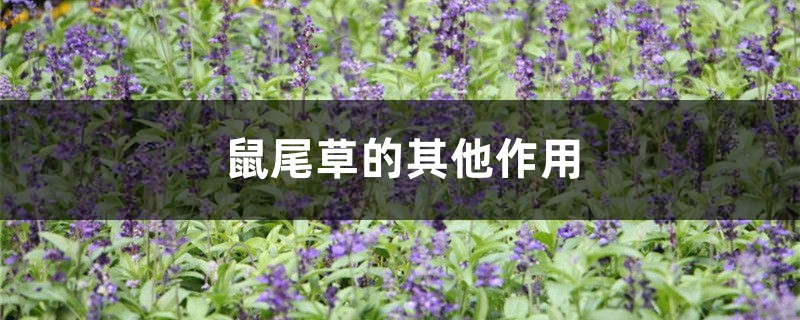 鼠尾草的其他作用 鼠尾草的其他作用