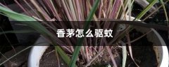 香茅怎么驱蚊