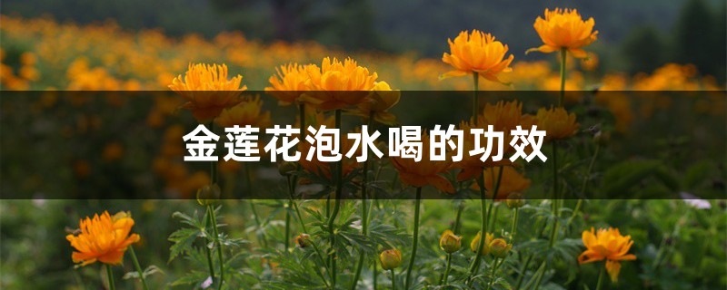 金莲花泡水喝的功效 金莲花泡水喝的功效