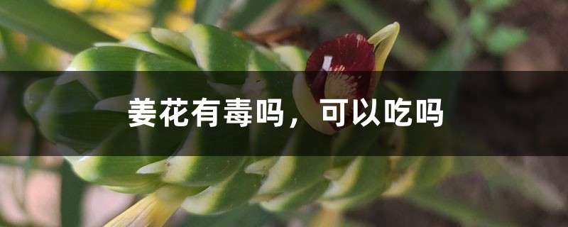姜花有毒吗,可以吃吗 姜花有毒吗,可以吃吗