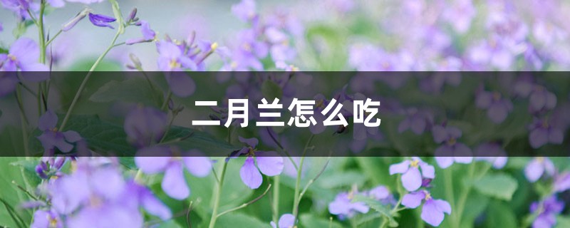 二月兰怎么吃 二月兰怎么吃