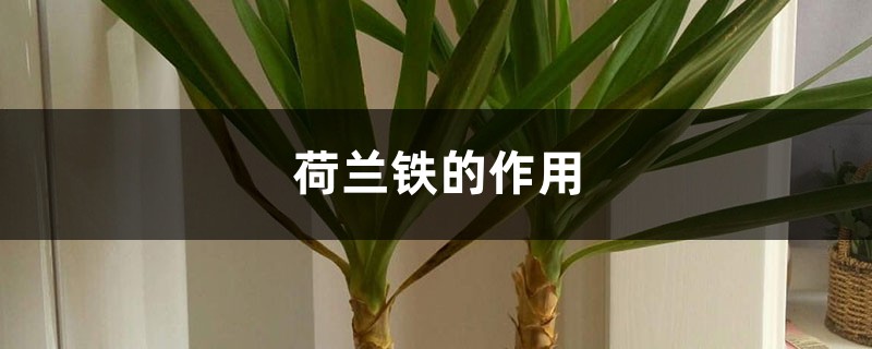 荷兰铁的作用 荷兰铁的作用