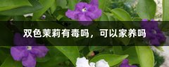 双色茉莉有毒吗，可以家养吗