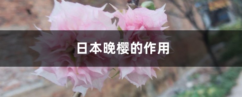 日本晚樱的作用 日本晚樱的作用
