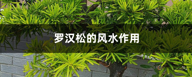 罗汉松的风水作用