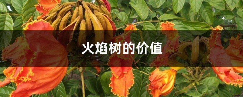 火焰树的价值 火焰树的价值