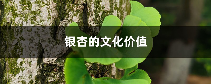 银杏的文化价值 银杏的文化价值