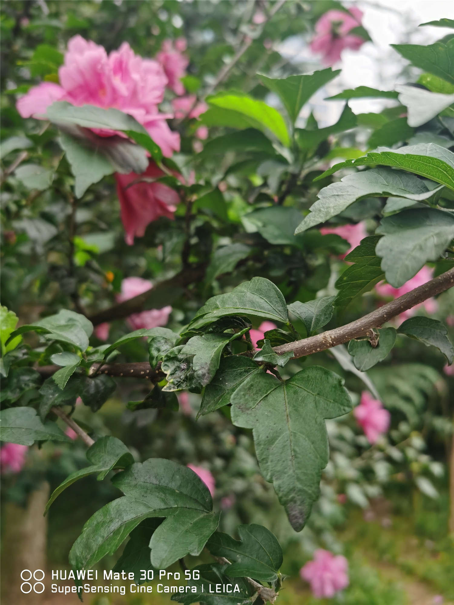 木槿 木槿