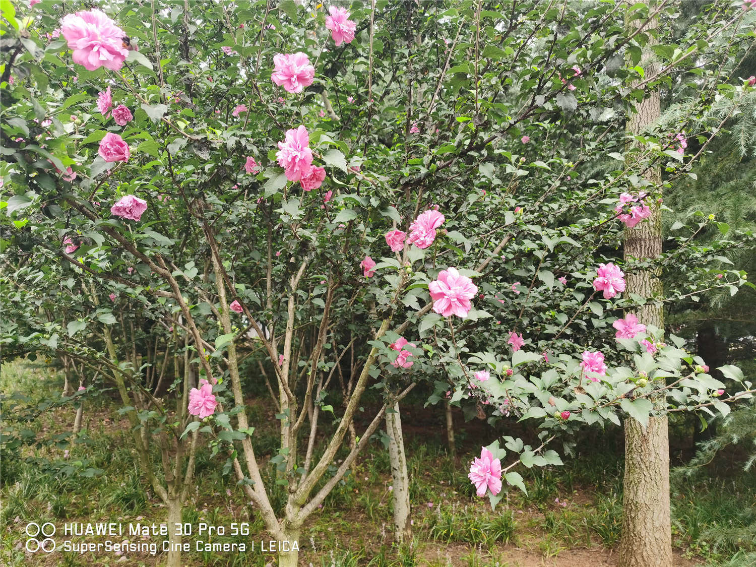 木槿 木槿