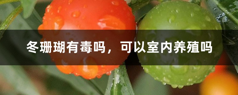 冬珊瑚有毒吗,可以室内养殖吗 冬珊瑚有毒吗,可以室内养殖吗