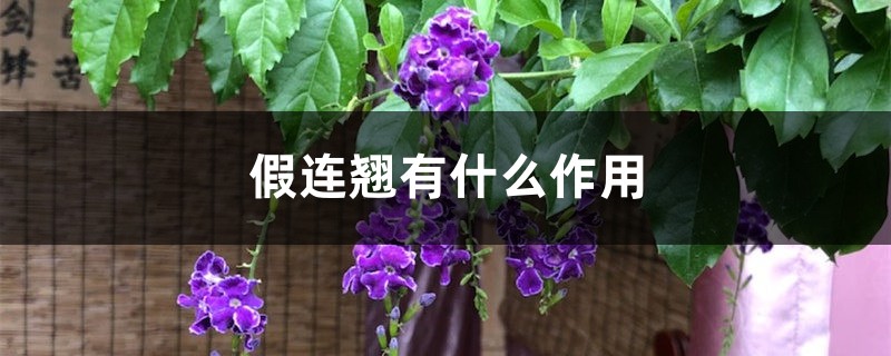 假连翘有什么作用 假连翘有什么作用