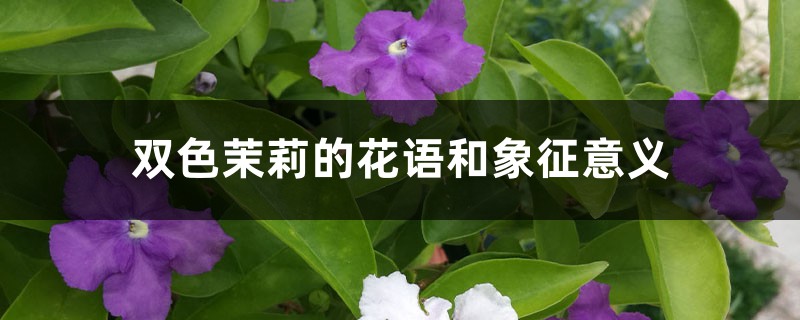 双色茉莉的花语和象征意义 双色茉莉的花语和象征意义